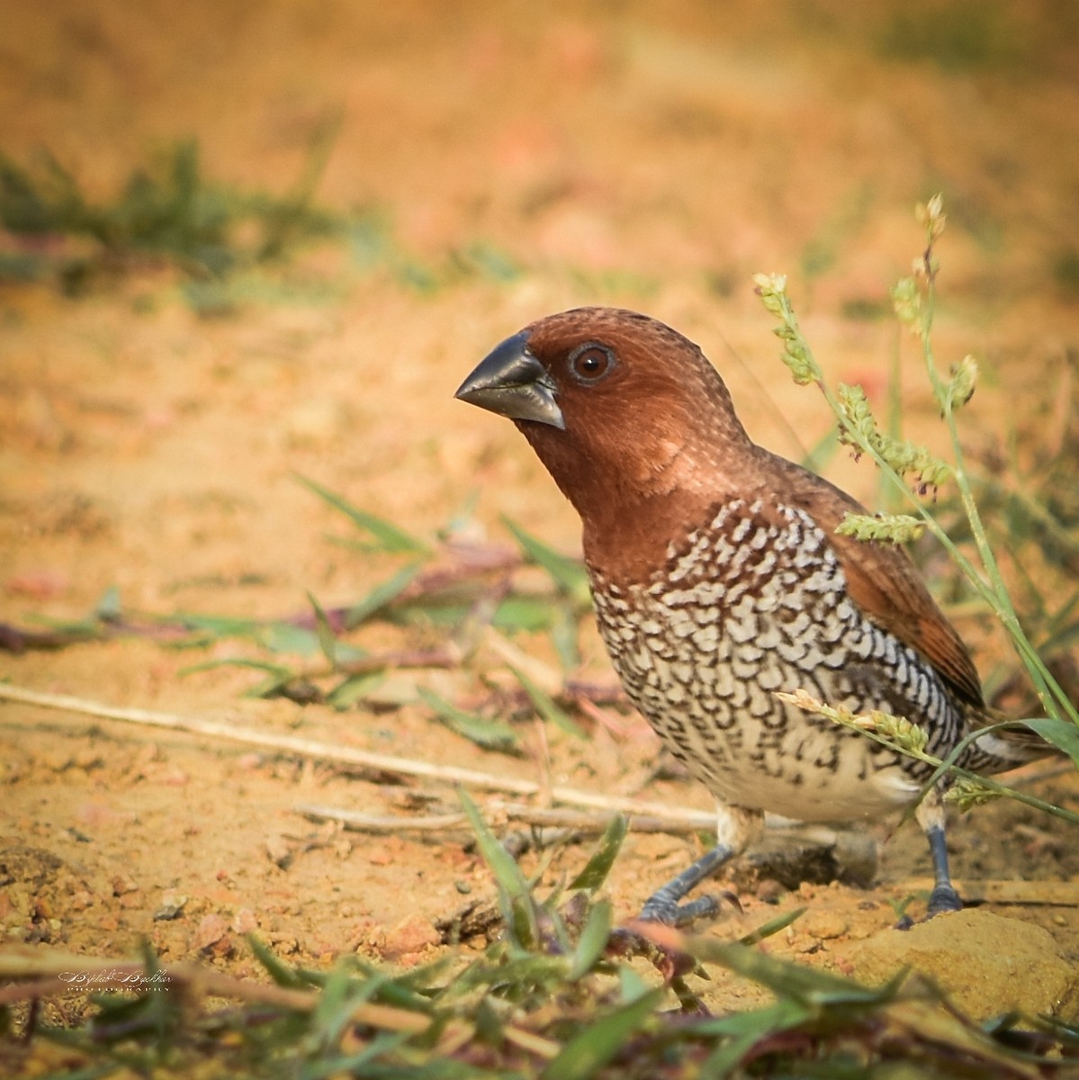Scaly-breasted Munia - ML309938941