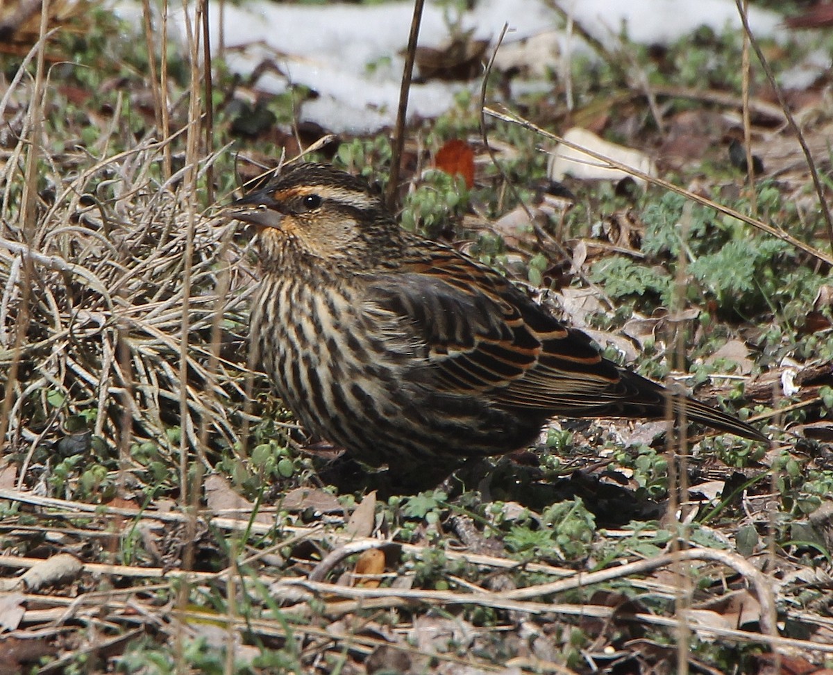 Red-winged Blackbird - ML309939771