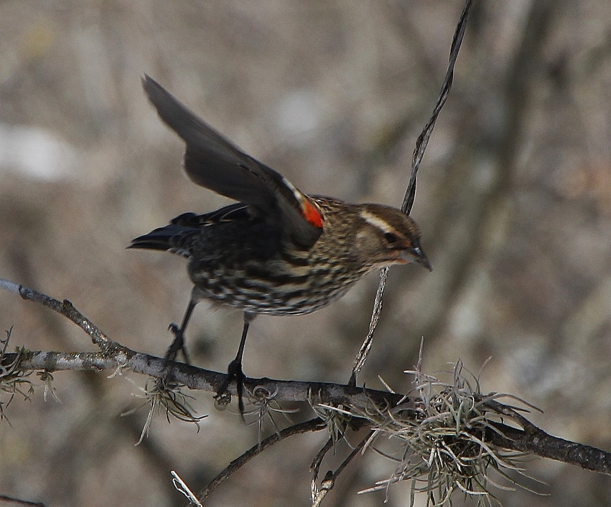 Red-winged Blackbird - ML309939781