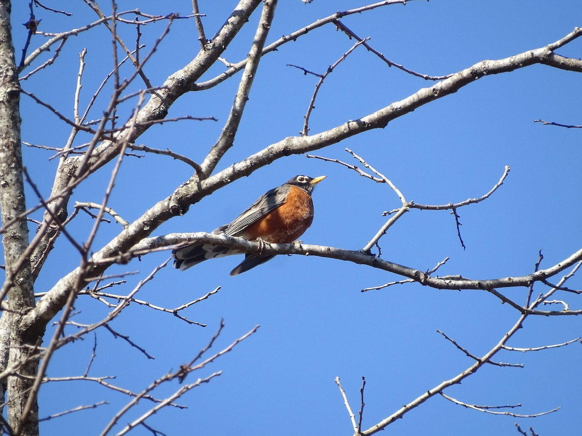 American Robin - ML309941041