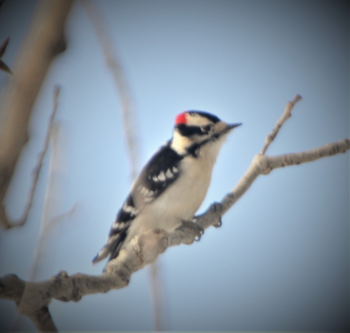 Downy Woodpecker - Kaycee Schaak