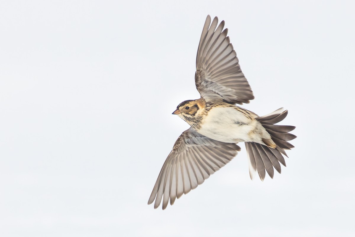 Lapland Longspur - ML309941671