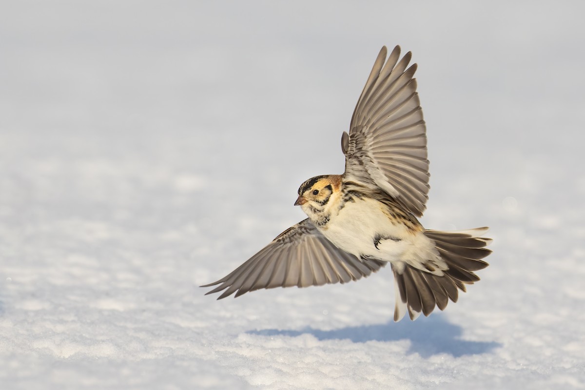 Lapland Longspur - ML309941751