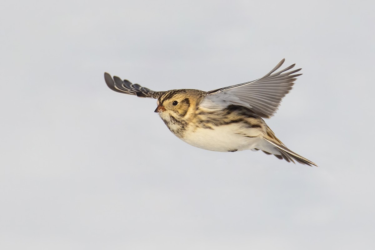 Lapland Longspur - ML309942151