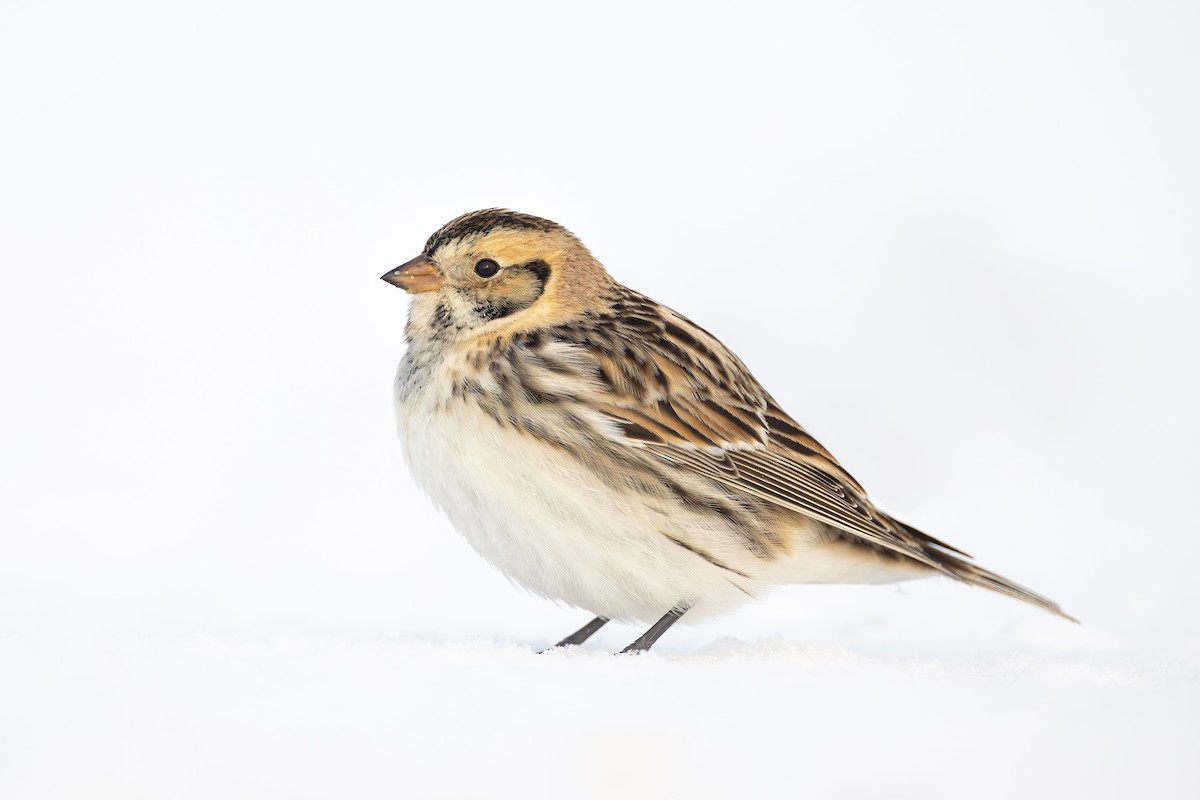 Lapland Longspur - ML309942411