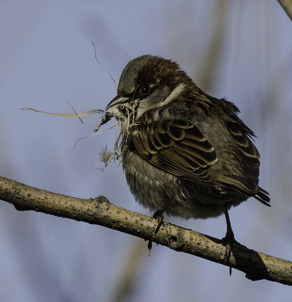Moineau domestique - ML309942601