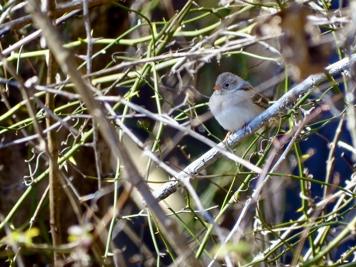 Field Sparrow - ML309943071