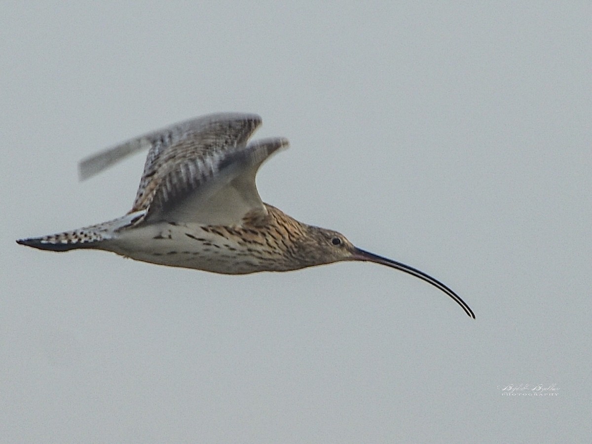 Eurasian Curlew - ML309943201