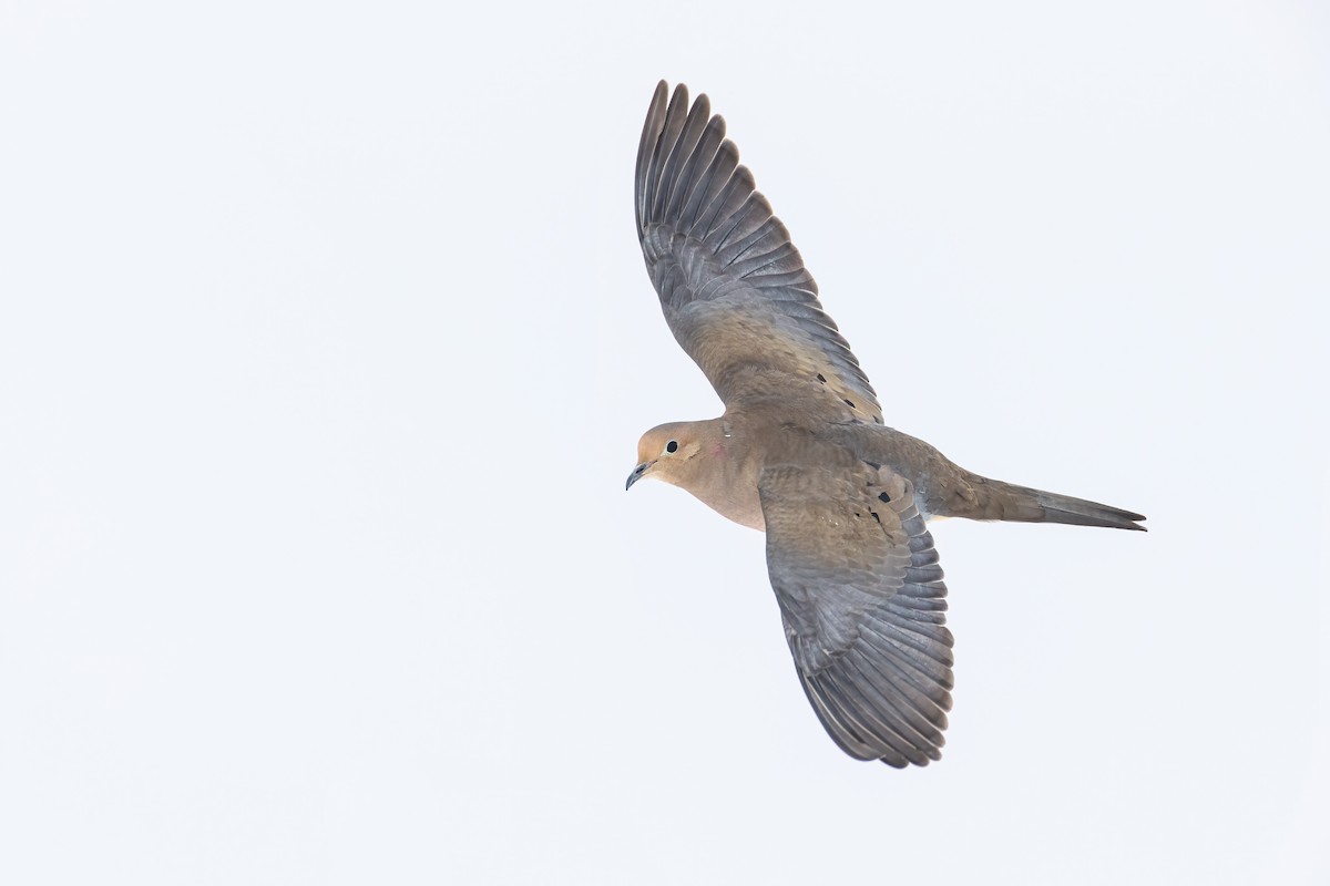 Mourning Dove - ML309943341