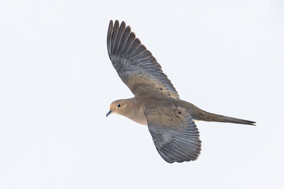 Mourning Dove - ML309943361