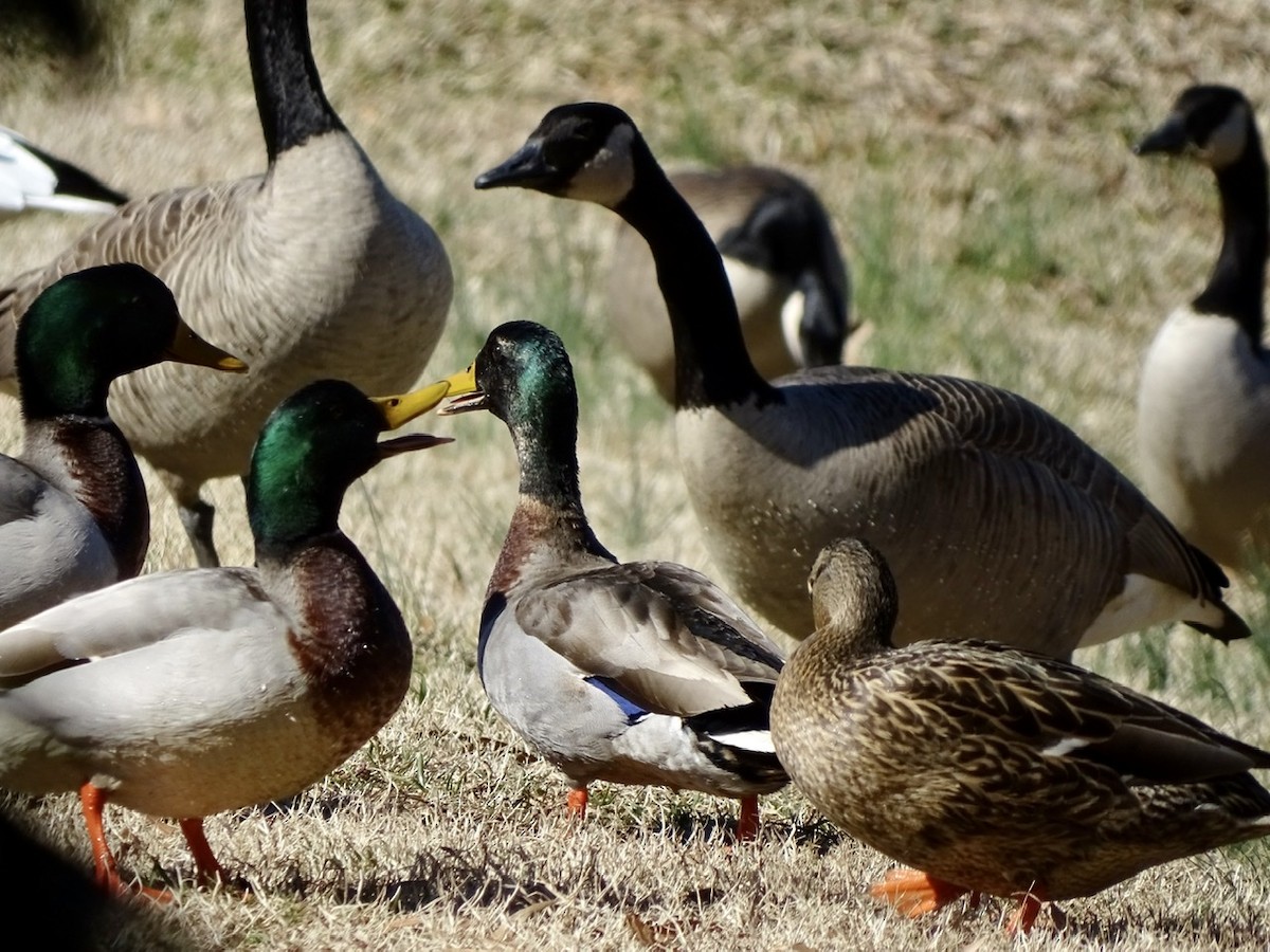 Mallard (Domestic type) - ML309943471