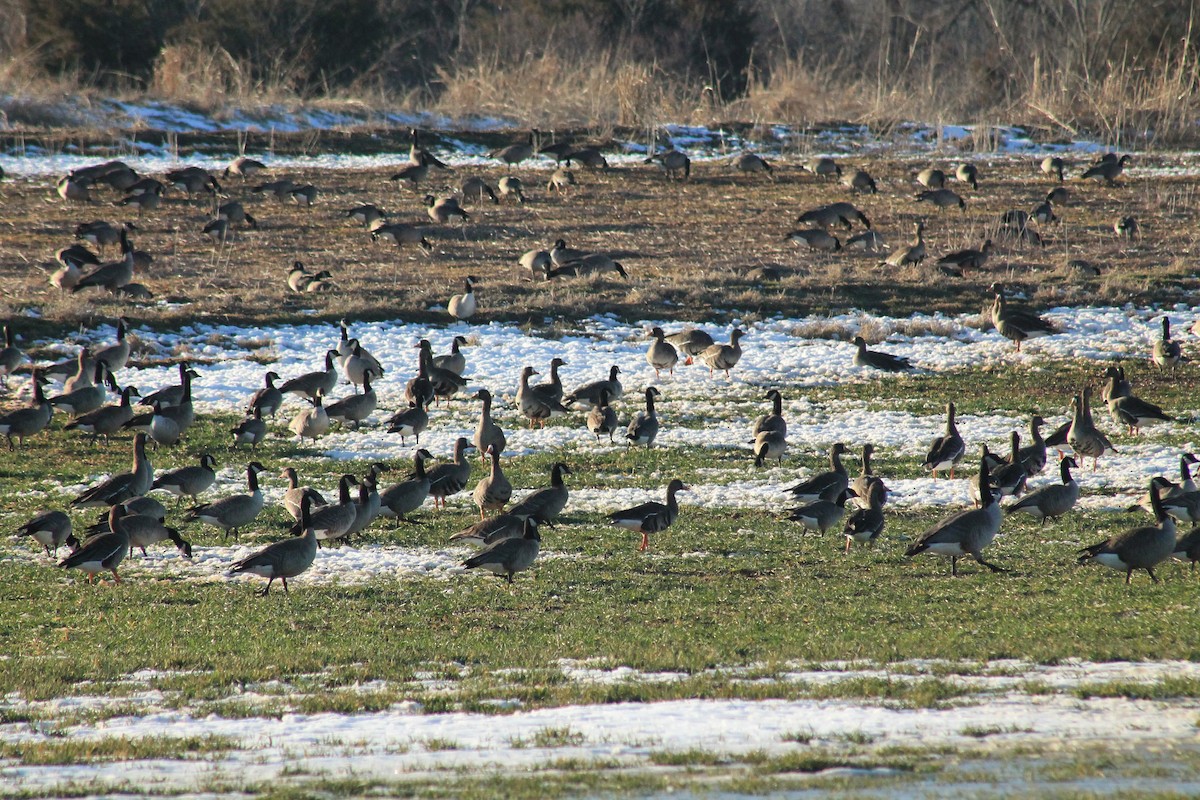 Cackling Goose - ML309943551