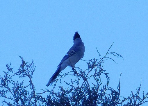 Blue Jay - ML309943981