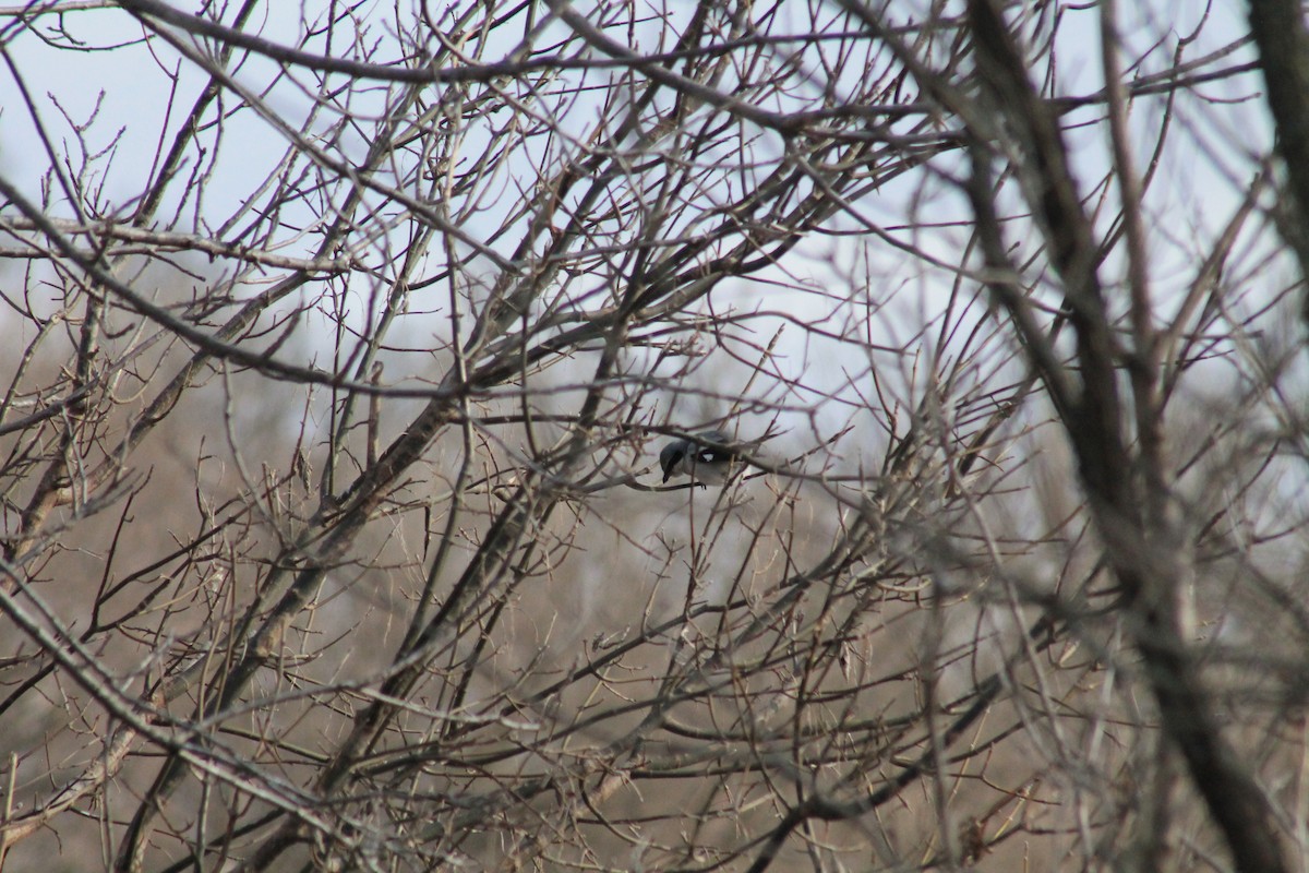 Loggerhead Shrike - ML309944031