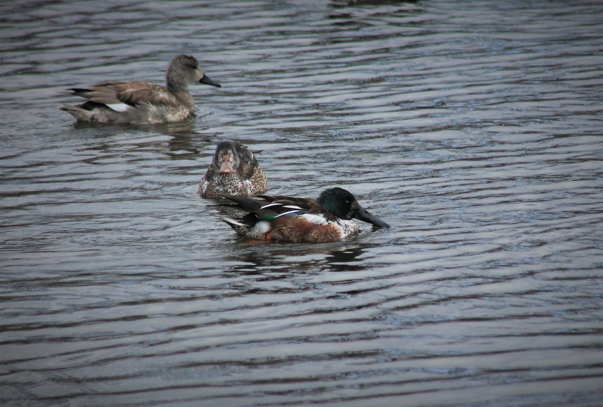 Northern Shoveler - ML309944141