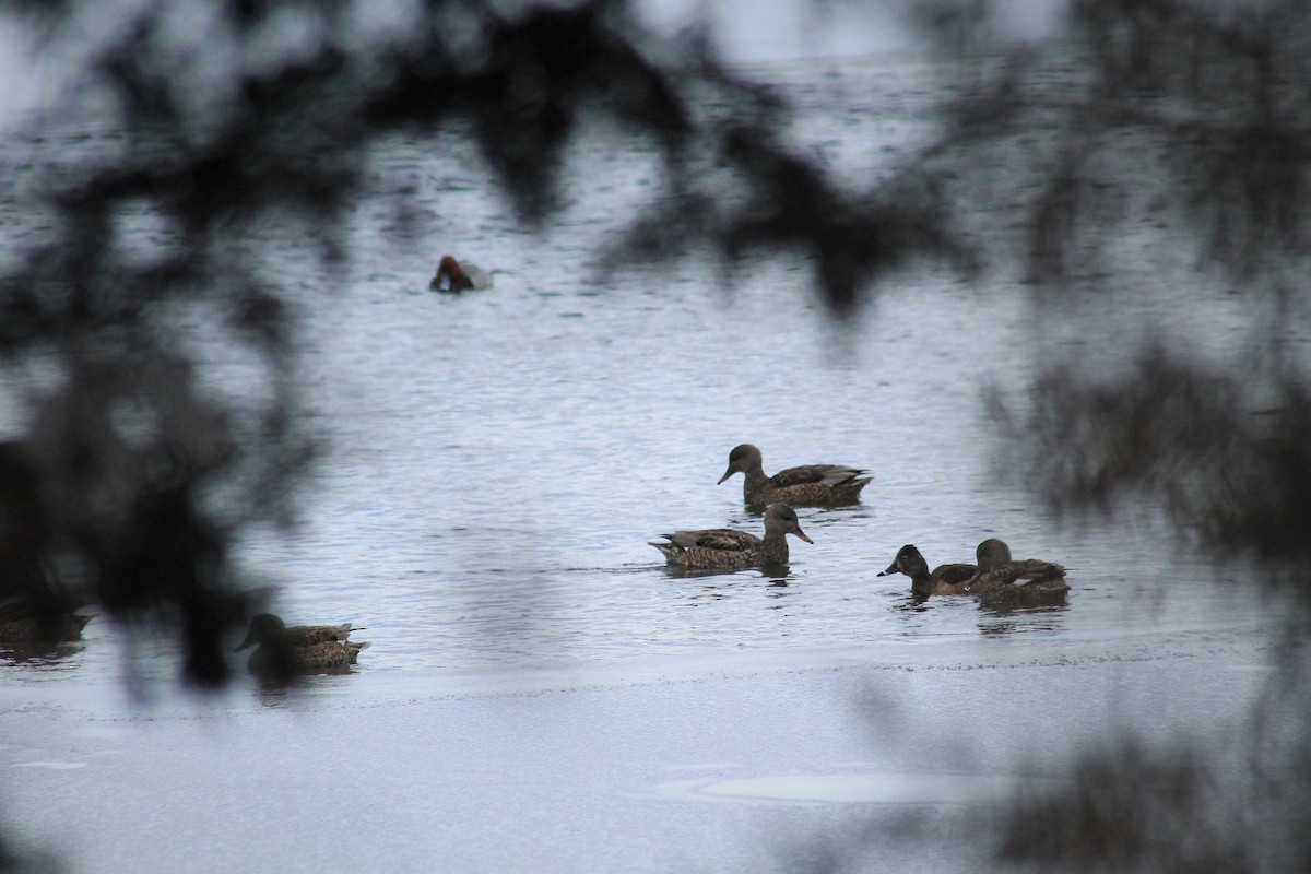 Gadwall - ML309944291