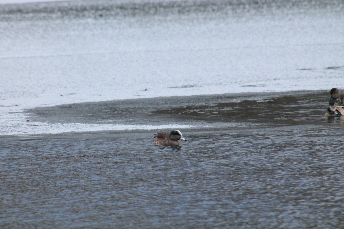 American Wigeon - ML309944501