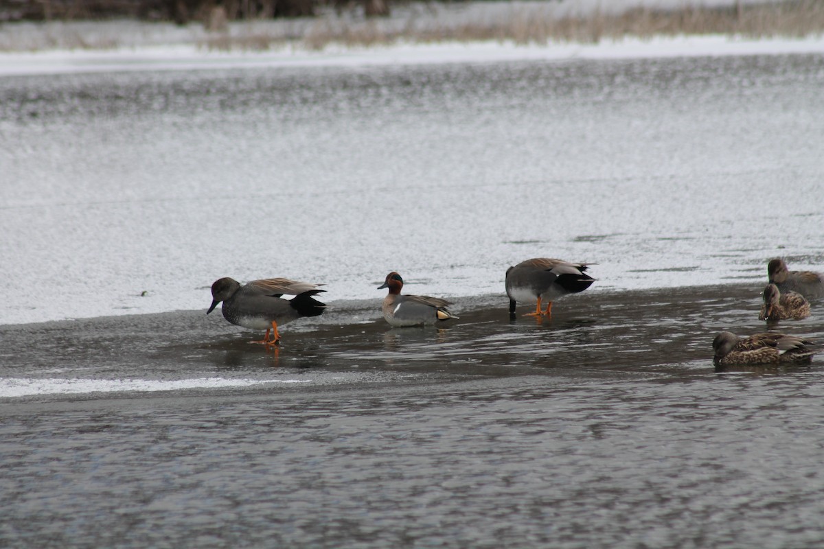 Green-winged Teal - ML309944871