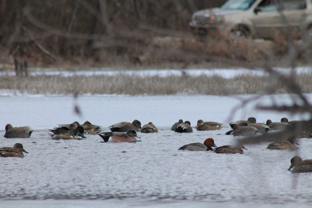 Redhead - ML309944931