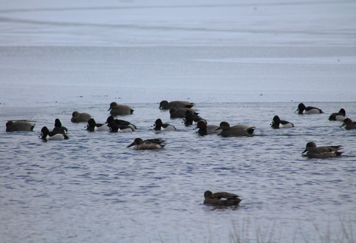 Ring-necked Duck - ML309945501