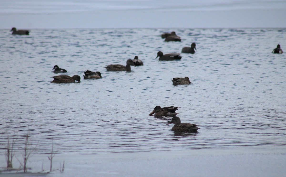 Bufflehead - ML309945881