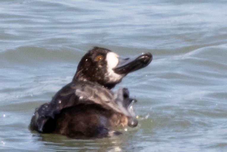 Greater Scaup - Bob Friedrichs