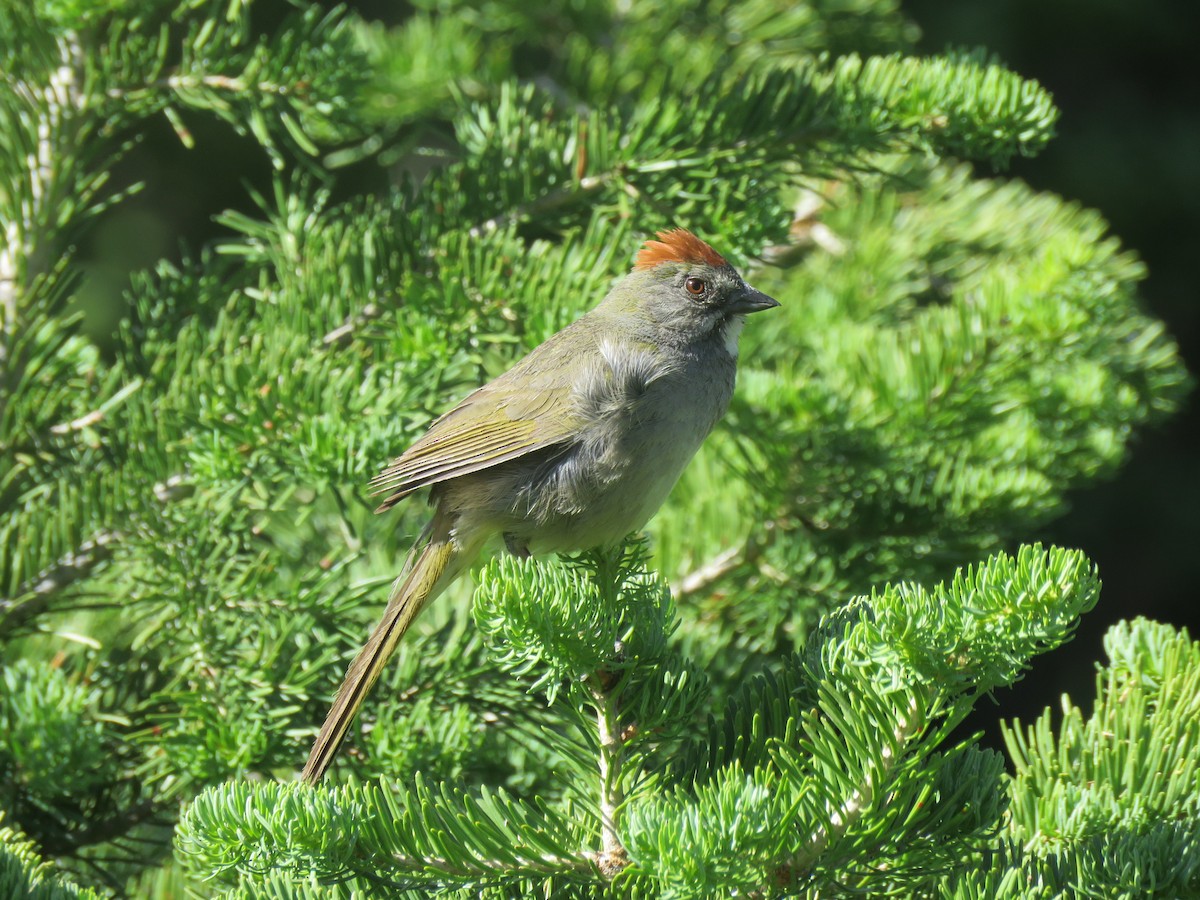 Green-tailed Towhee - Jan Hansen