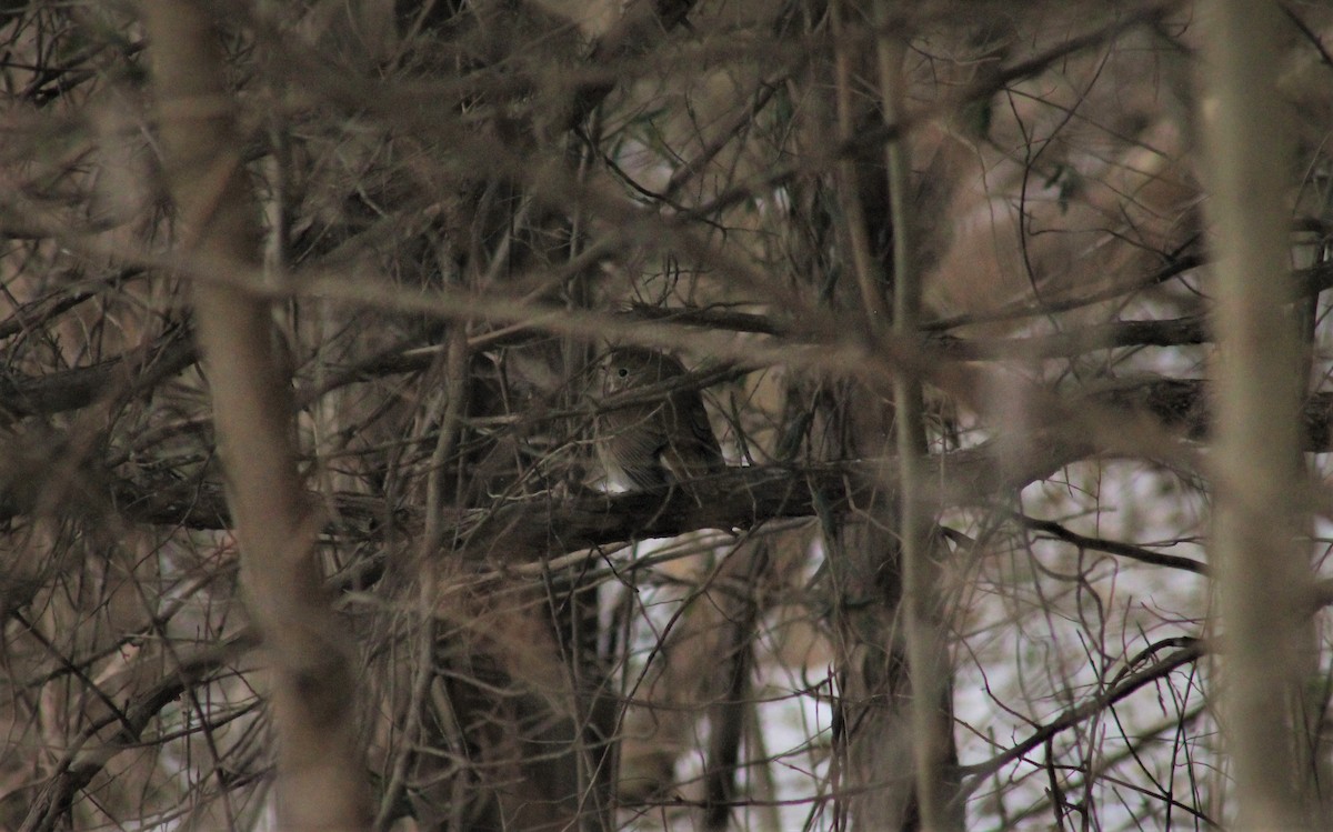 Hermit Thrush - ML309946241