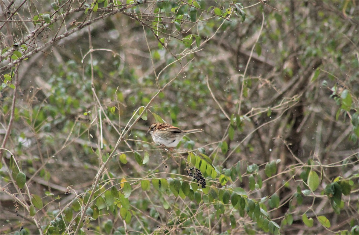 White-throated Sparrow - ML309946281
