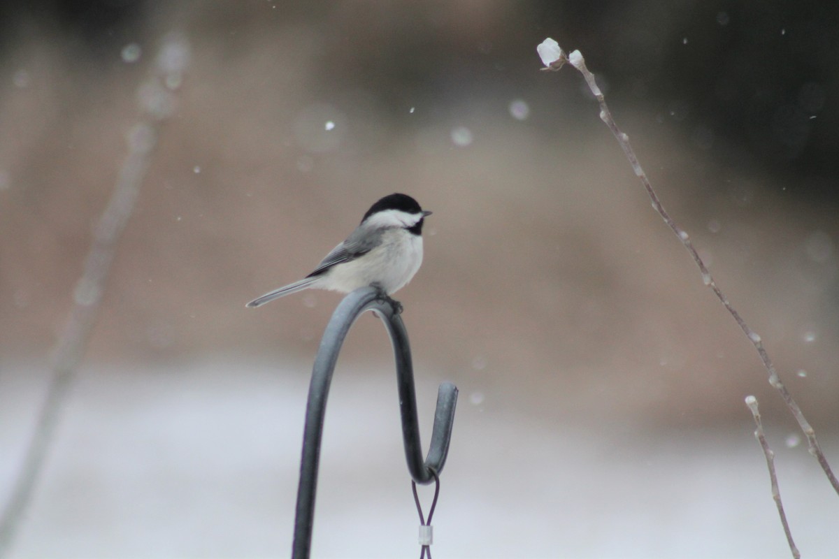 Carolina Chickadee - ML309946371
