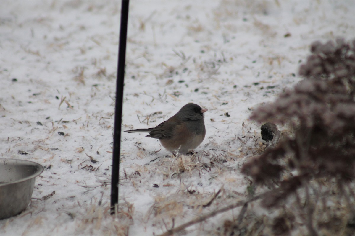 Dark-eyed Junco - ML309946421
