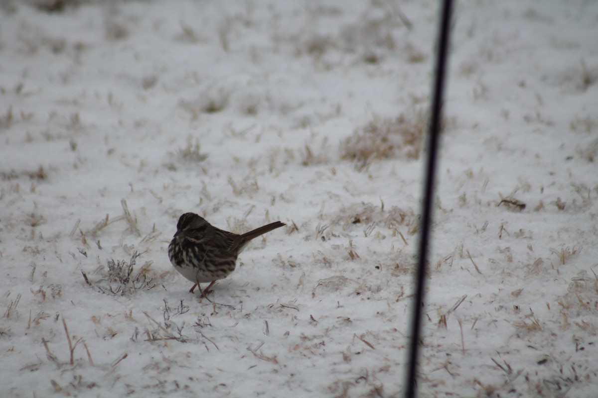 Song Sparrow - ML309946431