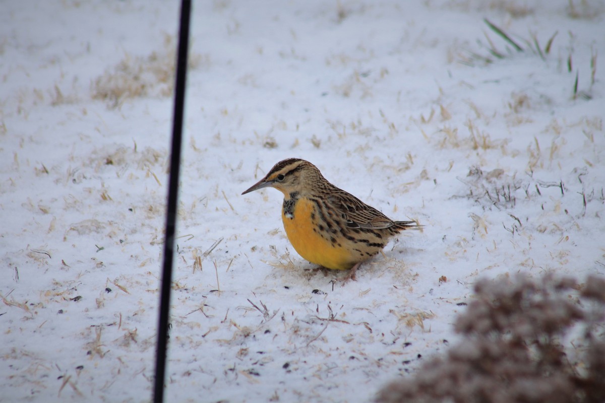Eastern Meadowlark - ML309946481