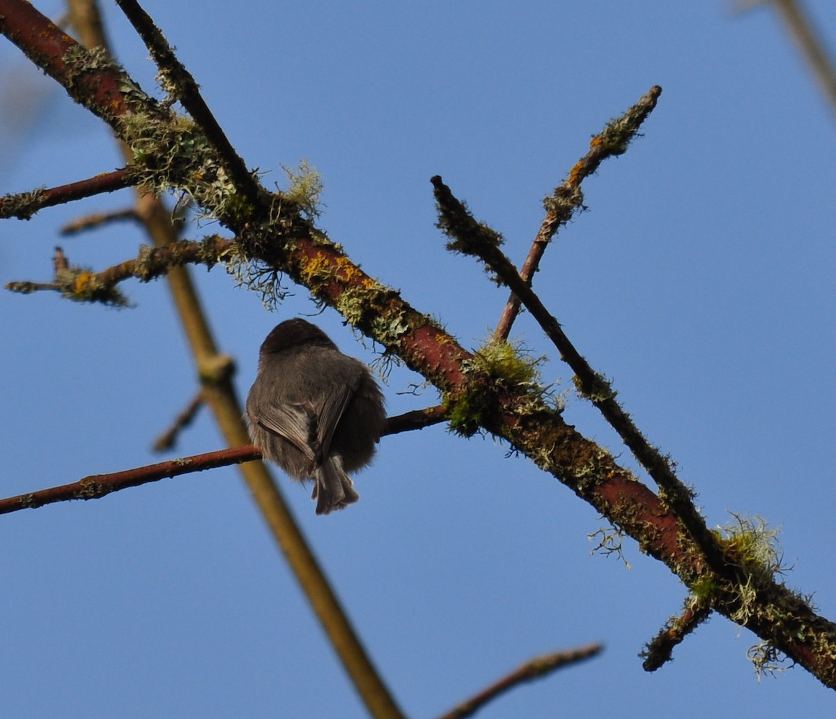 Bushtit - Bill Tweit