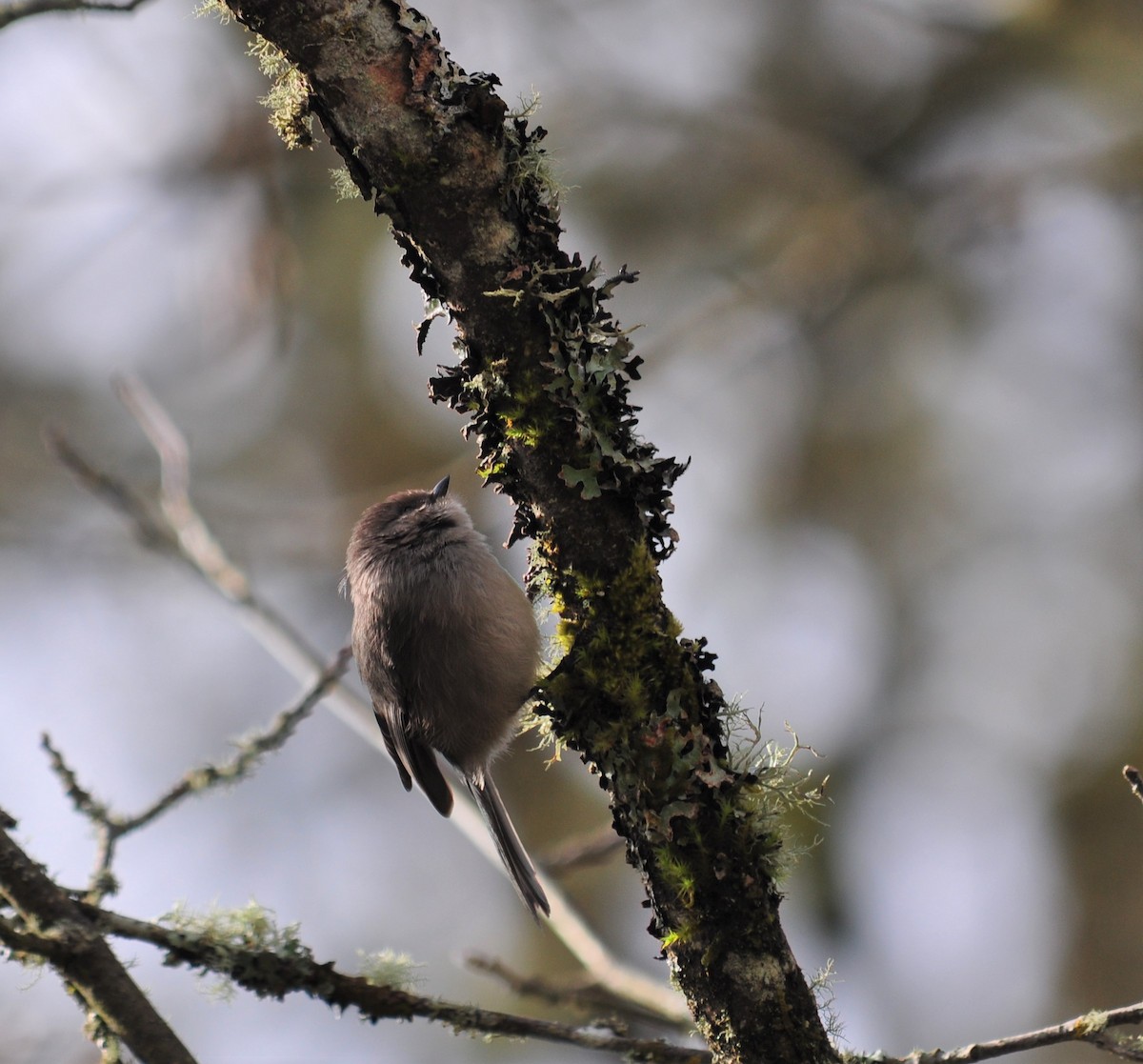 Bushtit - Bill Tweit