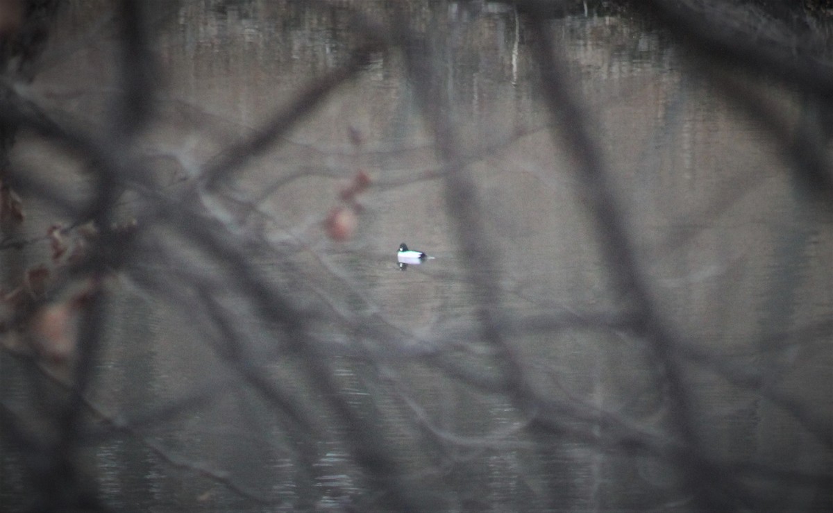 Common Goldeneye - ML309947311