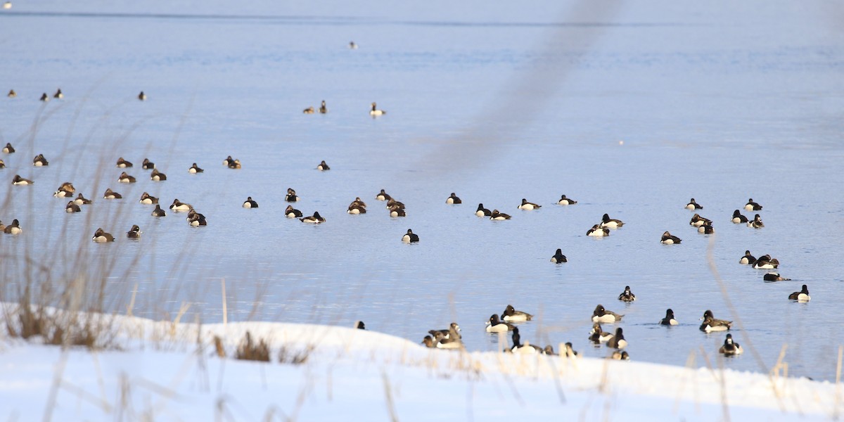 Ring-necked Duck - ML309947331