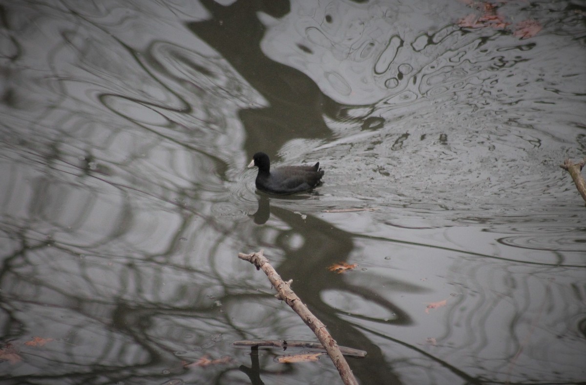 American Coot - ML309947381