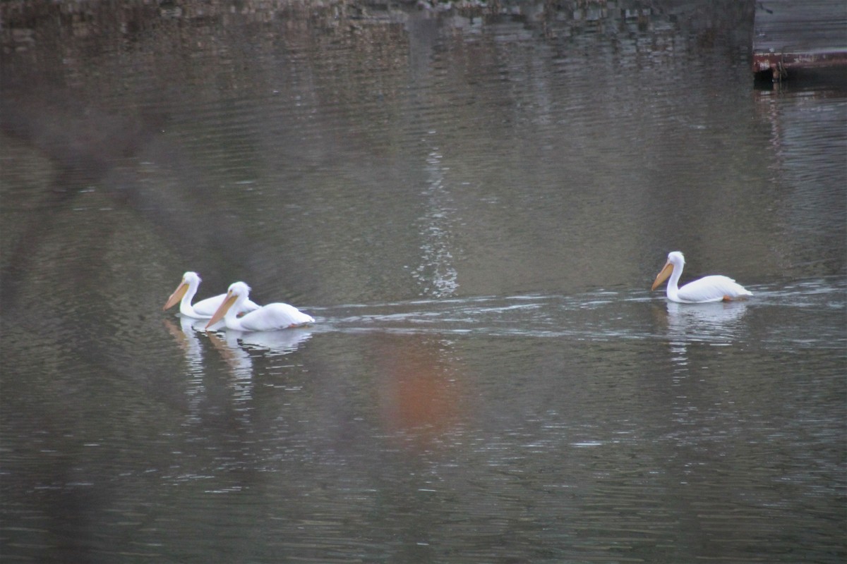 American White Pelican - ML309947411