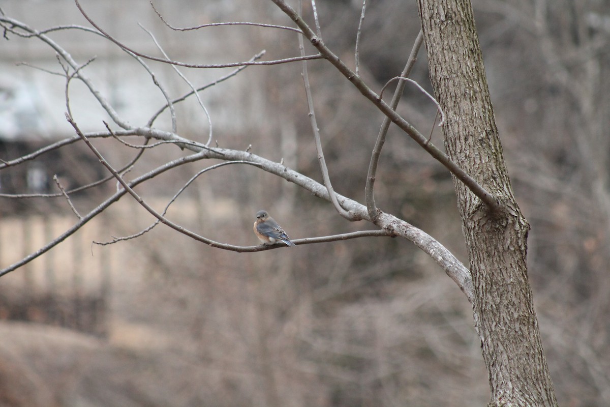 Eastern Bluebird - ML309947521