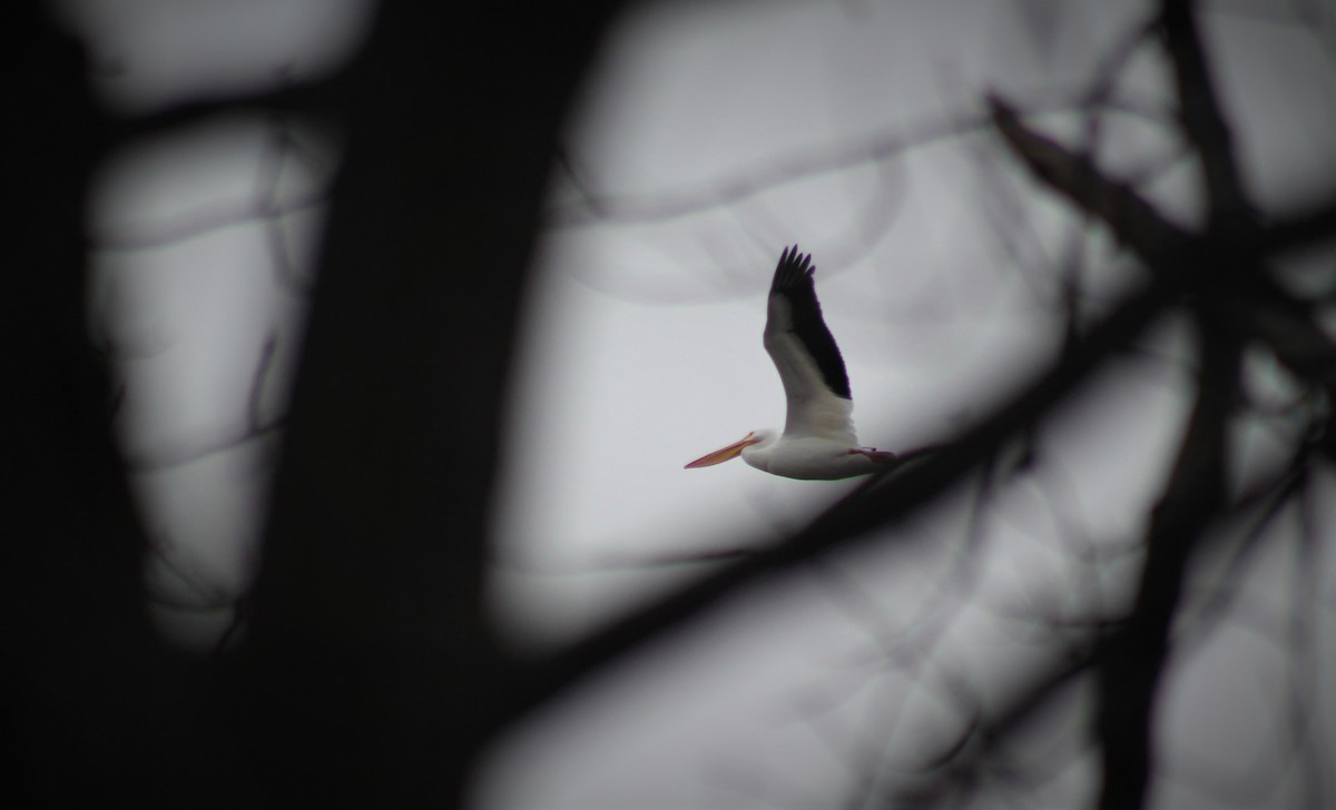 American White Pelican - ML309947561