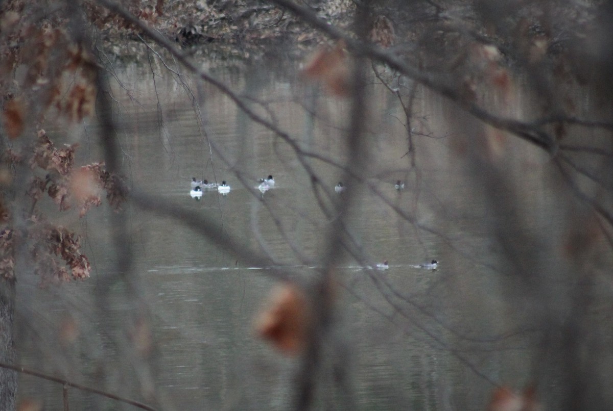 Common Goldeneye - ML309947671