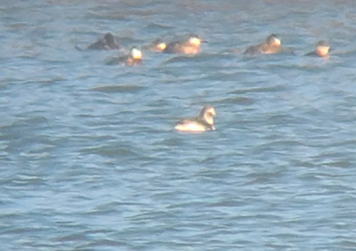 Long-tailed Duck - ML309947841