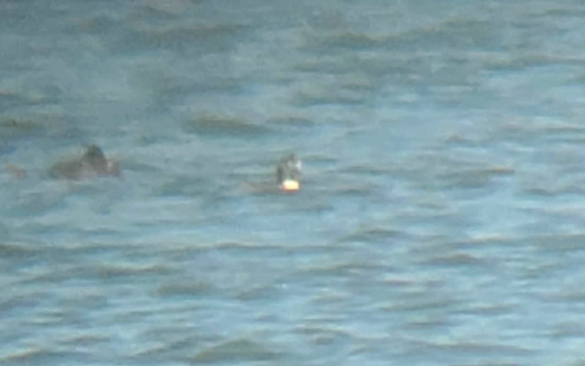 Long-tailed Duck - ML309947971