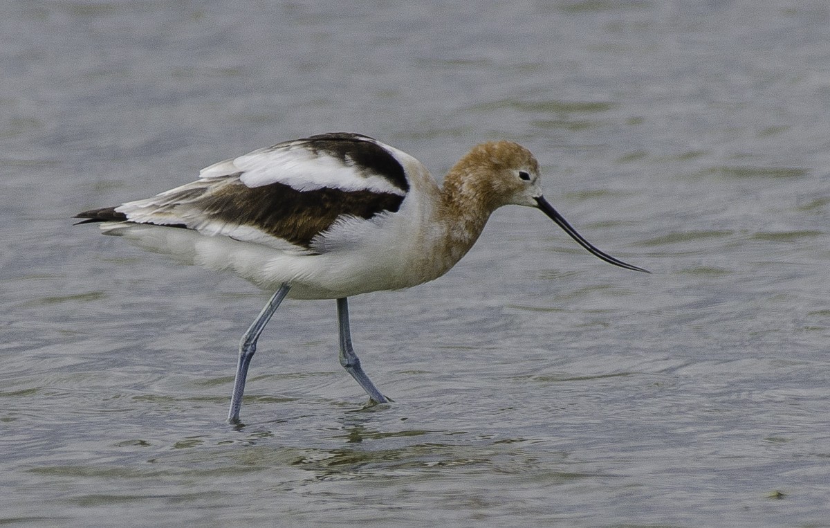 American Avocet - ML309950671