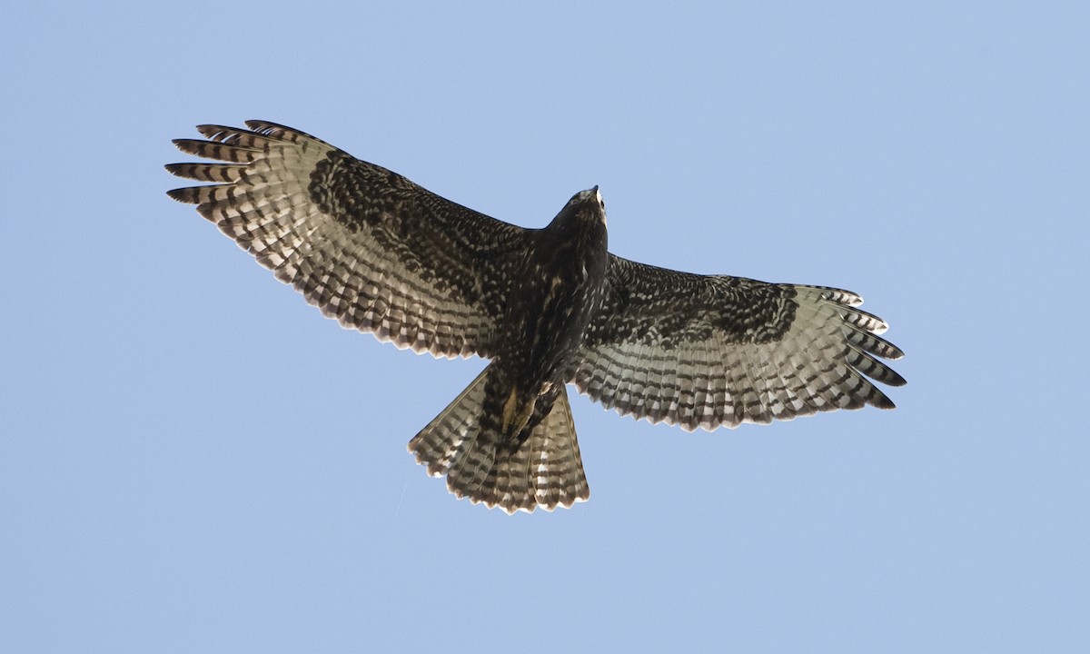 Red-tailed Hawk (Harlan's) - ML30995091