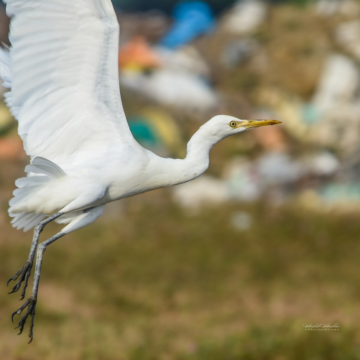 アマサギ - ML309950911