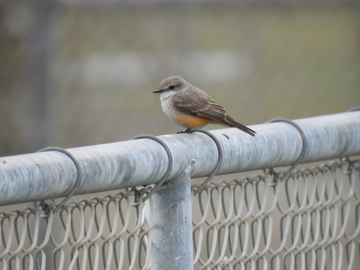 Vermilion Flycatcher - ML309951241