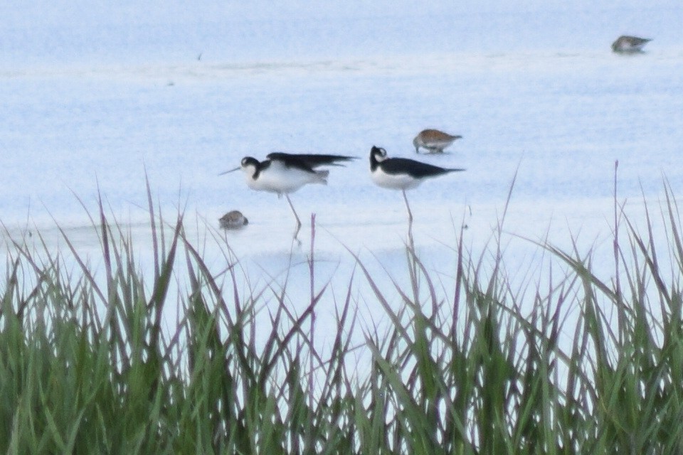 Black-necked Stilt - ML309951471