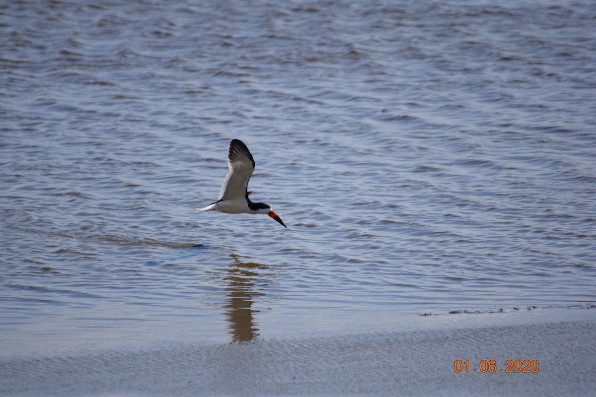 Black Skimmer - ML309951681